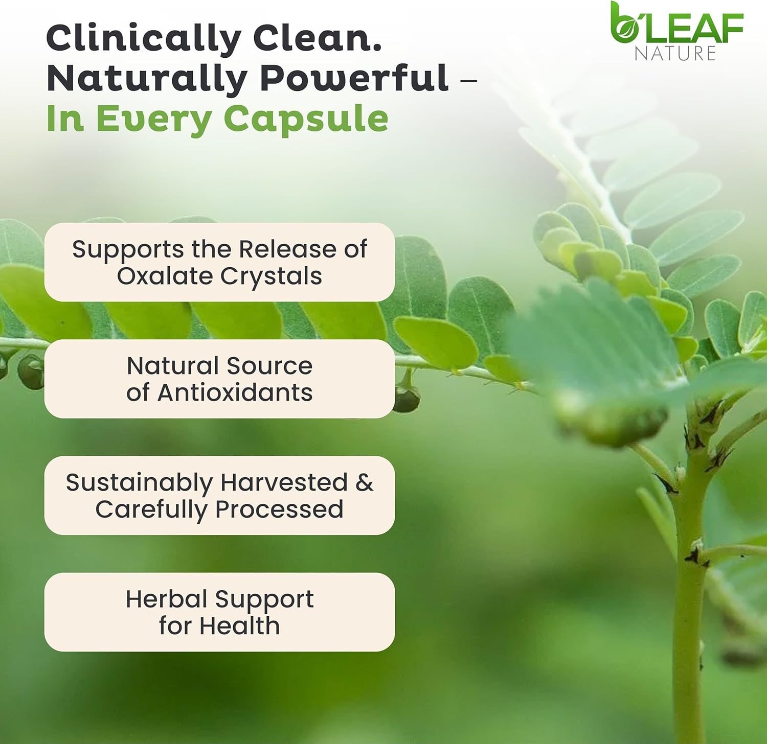 B'leaf Nature Stone Breaker Chanca Piedra 100 Capsules in Pakistan